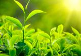 Полезные свойства зелёного чая